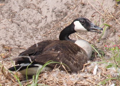 [A goose sits on a downy nest facing to the right with her mouth open. She has a dirt hillside behind her. The white patch across her cheek has an indented section of black about the midpoint of her cheek. The top is jutted as if someone bumped the pencil making the rounded portion.]